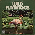 Wild Flamingos -  In My Head | Extended Digital Edition